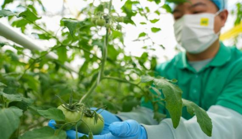 Investigadores chinos descubren mecanismo de alto rendimiento de tomates cultivados